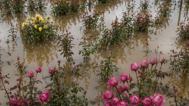 Flooding Threatens Kenya's Flower Trade Hub: Lake Naivasha Underwater Risk | lirik simple things, ru