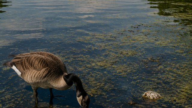 Reflecting Pool Controversy: Vandalism and Wildlife Concerns Amplified | lambangslot com, ajaib88