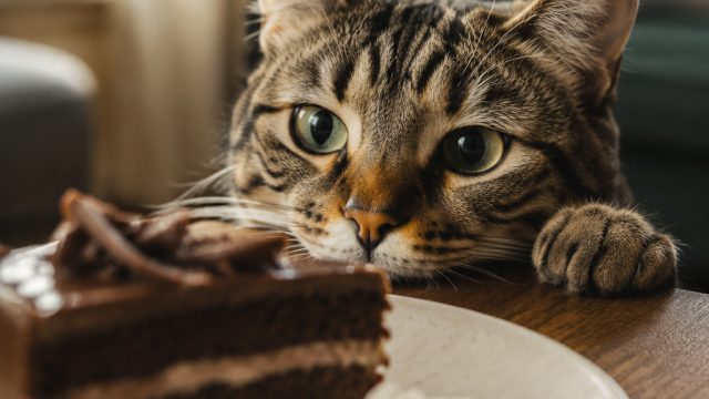 Why Cats Think Your Dessert Is Meant for Them | analisa slot, quick hits jackpot
