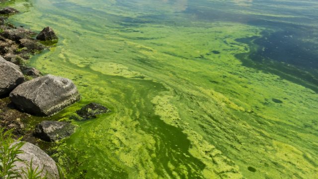 The Expanding Crisis of Algae Blooms in Public Water Bodies | hasil keluar togel sgp, dewa88jp, new 